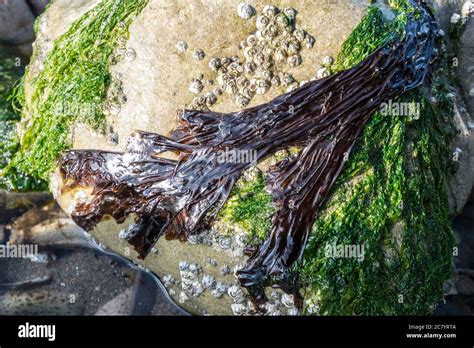 Porphyra Algae Hi Res Stock Photography And Images Alamy