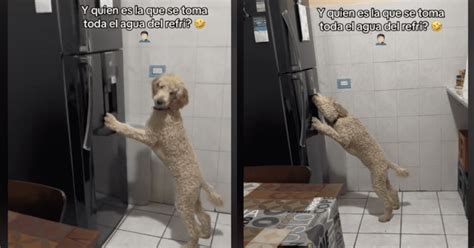 Tiktok Perrito Se Vuelve Viral Por Peculiar Forma De Tomar Agua Tras