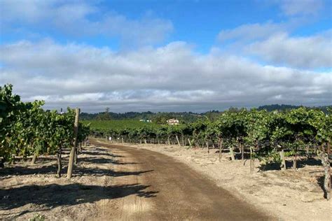 Vineyards Tamber Bey