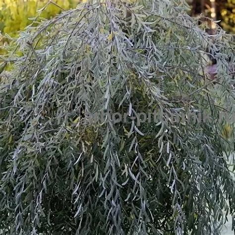 Саженцы ивы пурпурной Пендула купить в Москве и Подмосковье недорого из ...