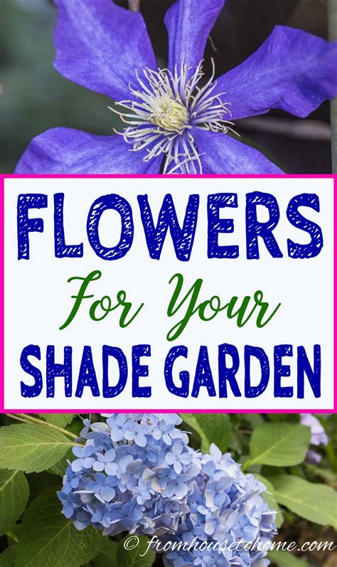 Shade-Loving Plants: Gorgeous Perennials, Shrubs, Vines and Annuals