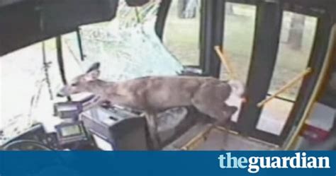 Deer Smashes Through Bus Windscreen In Pennsylvania Video World