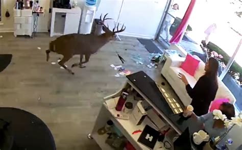 Huge Deer Jumps The Window Of A Long Island Salon And Completely