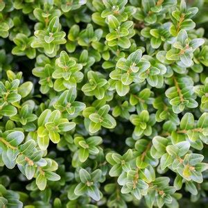 Wintergreen Boxwood, Evergreen Shrubs, Boxwoods Live Plants, Bushes ...