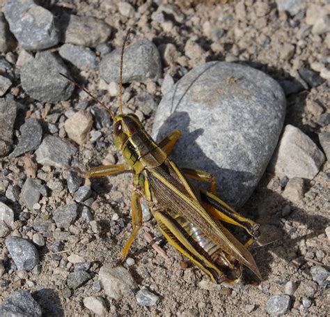 Melanoplus Bivittatus 2 West Bragg Creek Alberta Norbert Kondla Flickr