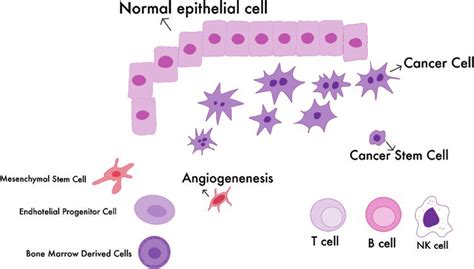 1 Schematic Diagram Of The Tumor Microenvironment Tme Consists Of