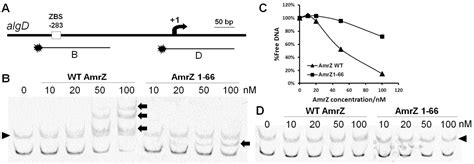 Figure From The Pseudomonas Aeruginosa Amrz C Terminal Domain