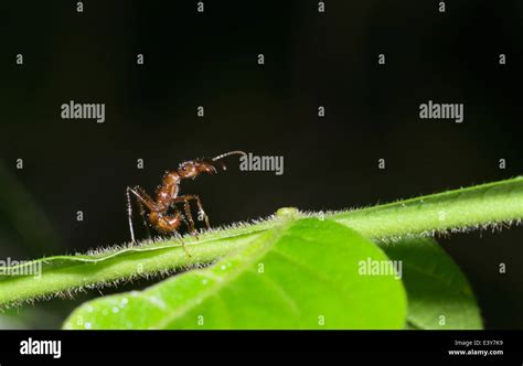 Symbiosis between ants, Azteca sp., and Inga plant that provides nectar ...