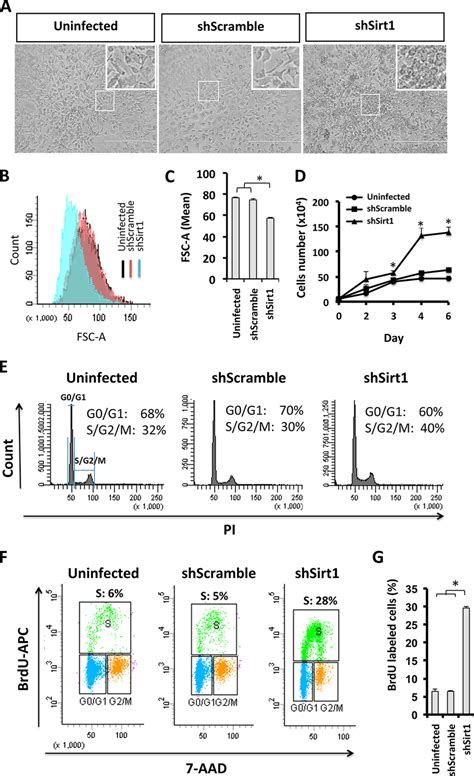 Sirt Knockdown Increases The Cell Proliferation Potential In T L