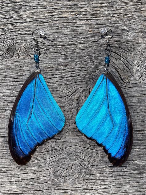 Real Butterfly Earrings Giant Blue Morpho Didius Top Forewings Etsy