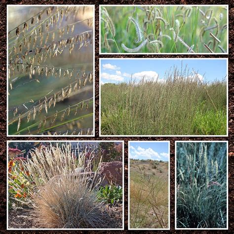 Galleta Grass Seed