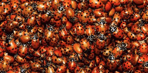 A Massive Ladybug Swarm Is Moving Through California - Gottlieb Native ...