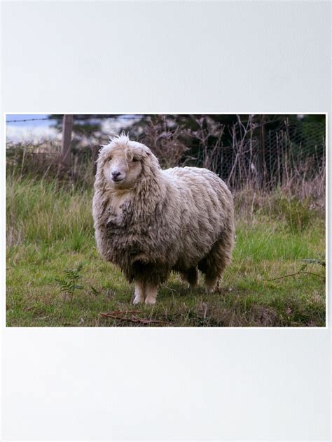 Woolly Merino Sheep Looking Bedraggled In A Cold Environment Poster