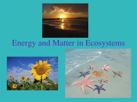 Ppt Energy And Matter In Ecosystems Powerpoint Presentation Free