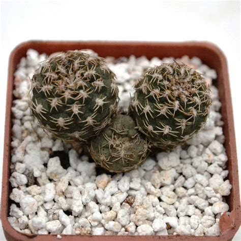 Sulcorebutia Arenacea Hs Cactus Shop