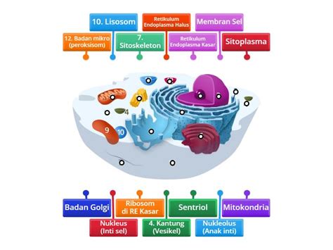 struktur sel hewan labelled diagram
