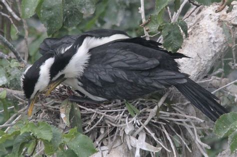 Little Pied Cormorant Showing Nesting Behaviour