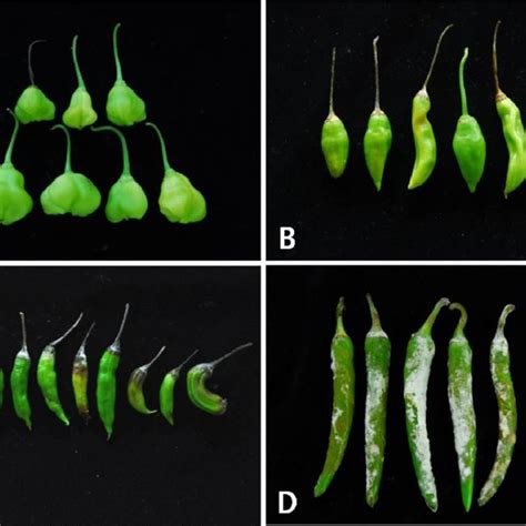 Anthracnose Symptoms On Susceptible And Resistant Capsicum Accessions