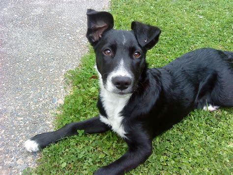 Short Haired Border Collie at Jerry Fagan blog
