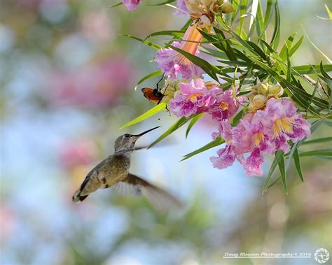 Anna S Humminbird With Tarantula Wasp Boyce Thompson Arbor Flickr