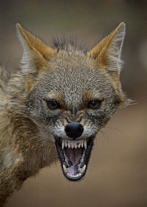 Furious Jackal By Drhiteshj 500px Wild Dogs Angry Animals Animals