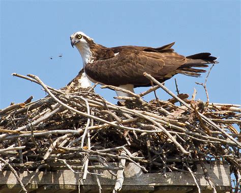 Osprey Guarding The Nest From Insect Invaders Namethatnobodyelsetook