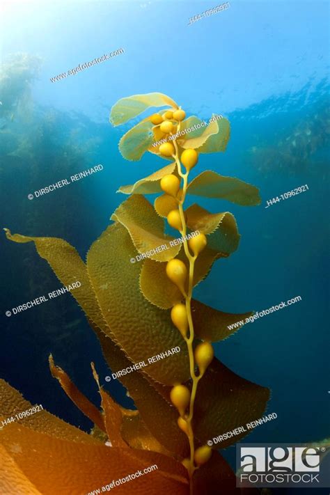 Kelp Forest Giant Kelp Macrocystis Pyrifera San Benito Island