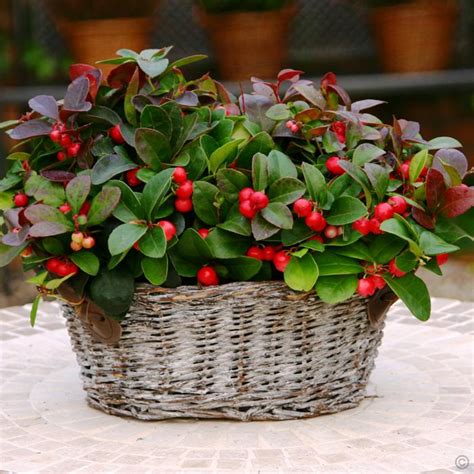 Гаультерия лежачая (Gaultheria procumbens)