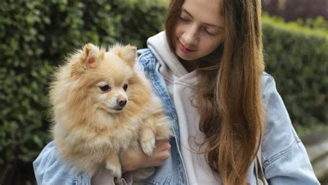 Como cuidar de Spitz Alemão Bicho Ideal