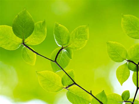 Green Leaves Powerpoint Background – Powerpoint Designs