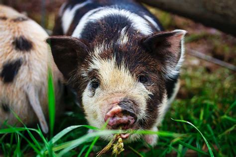 200+ cute names for pigs that are perfect for the squishy bundles of ...