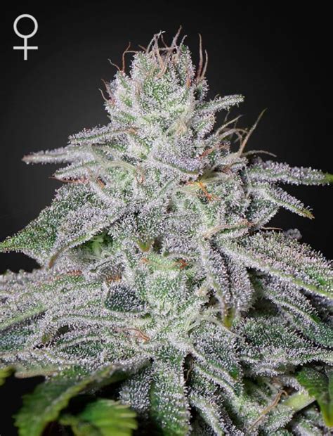 Franco S Lemon Cheese By Greenhouse Seed Co