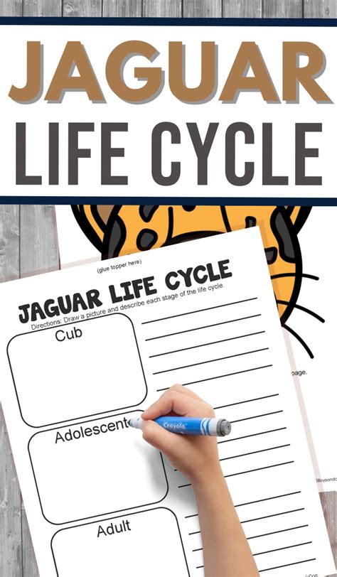 Jaguar Life Cycle