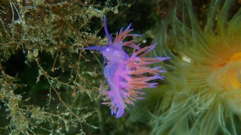 Purple Sea Slug or Purple Nudibranch (Flabellina Affinis) Close-up Undersea, Aegean Sea Stock ...