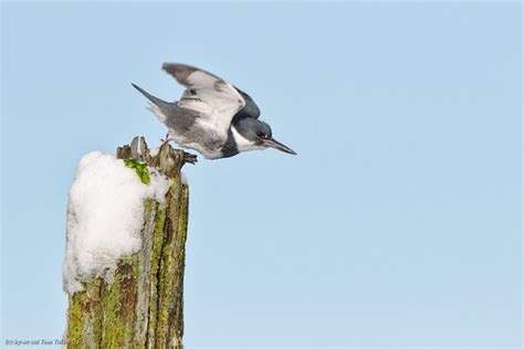 Exiting Belted Kingfisher Samish Island Bow WA Tom Talbott