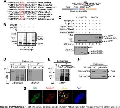 Figure From Sumoylation And Sumo Interacting Motif Sim Of