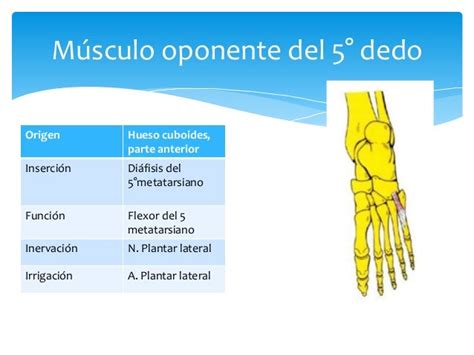 Pie Generalidades Musculos Y Vascularizacion