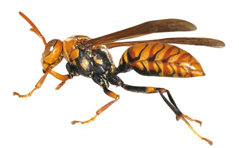 Wasp PNG