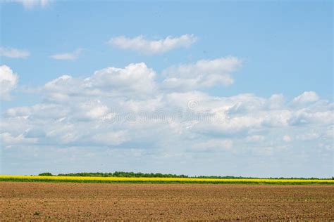 Campos Amarillos Del Bloominf De La Rabina En Primavera Debajo Del