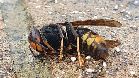 Japanese Giant Hornet Queen