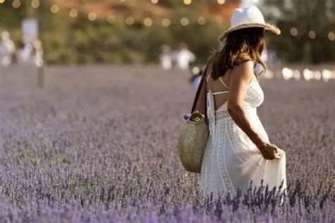 Campos De Lavanda De Brihuega Cu L Es La Mejor Fecha Para Visitarlos