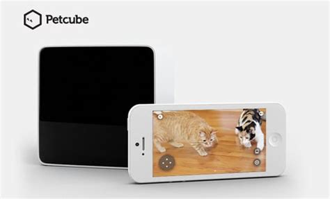 Play with Adoptable Animals with Your Smartphone Via Petcube App | Reckon Talk