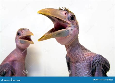 Hand Reared And Naked Papuan Hornbills Chicks Stock Photo Image Of