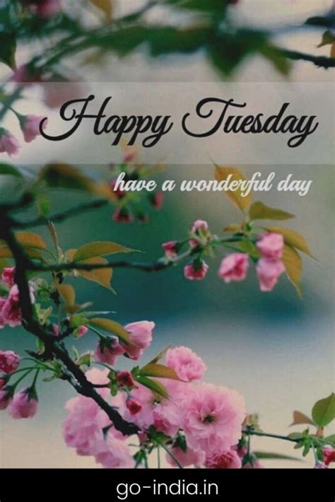 Pink Flowers Are Blooming On A Branch With The Words Happy Tuesday Have