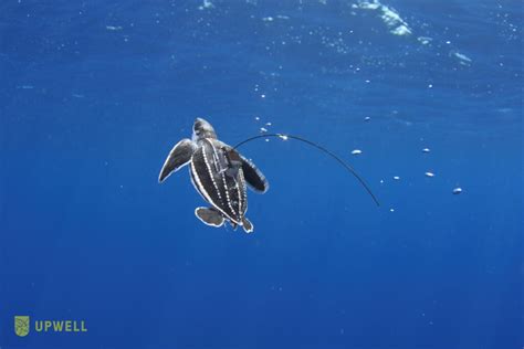 Suivi des jeunes tortues de mer une nouvelle étude par Mercator Ocean