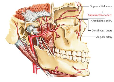 Supratrochlear Artery Earth S Lab