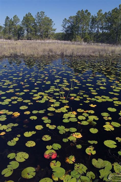 Disney Wilderness Preserve | The Nature Conservancy in Florida