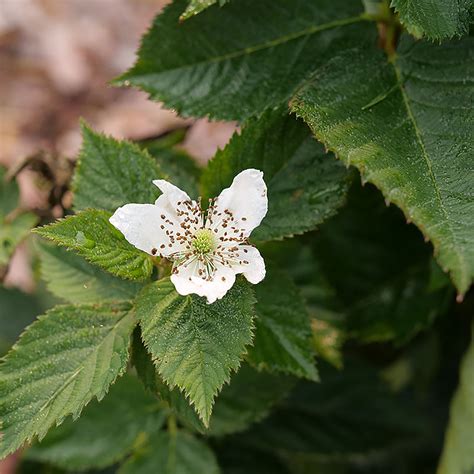 Taste Of Heaven™-Thornless Blackberry- Rubus - 4" Pot - Proven Winner