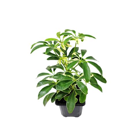 Schefflera Arboricola 'moondrop', Umbrella Tree, Air Purifier 3 Pot - Etsy