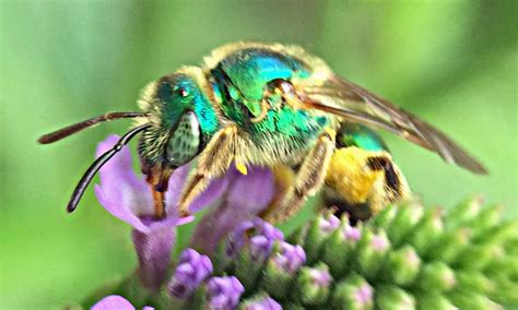 Sweat Bees: Friend or Foe in the Garden?
